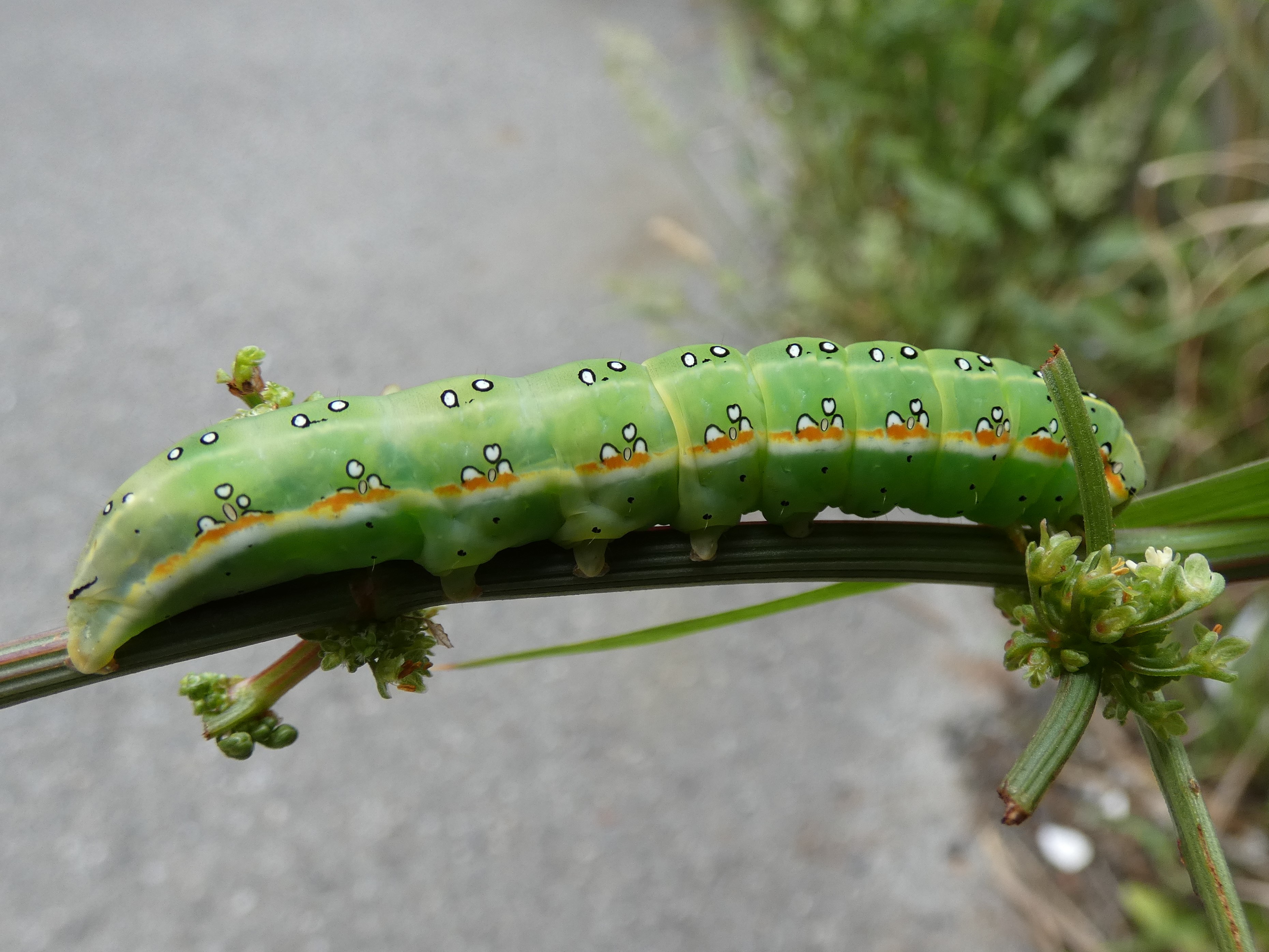photo_1